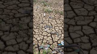 Global Food Crisis Explained – What’s Happening?