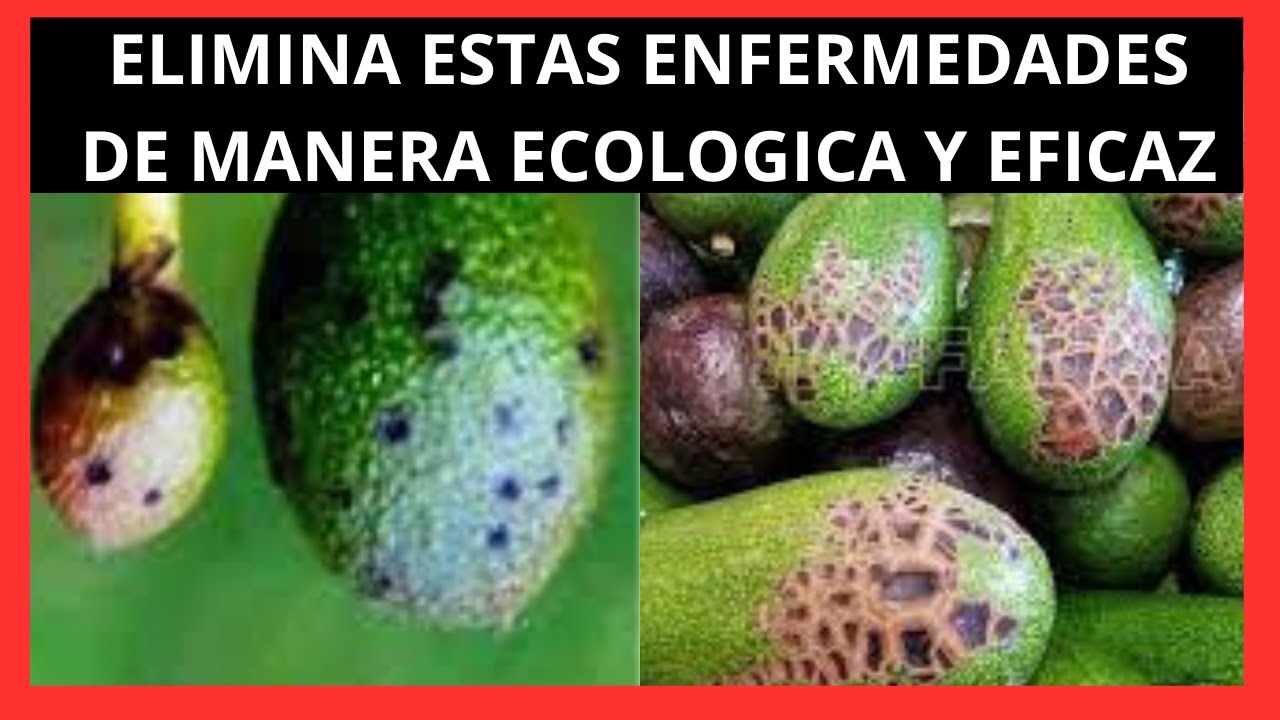 COMO COMBATIR la ANTRACNOSIS y la ROYA en cultivo de AGUACATE