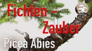 Picea abies. Totgeglaubte leben länger! Und machen eine hervorragende Verwandlung durch!