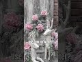 DIY Pink Christmas Decor | Elegant Pink Winter Collection | Collection 1593