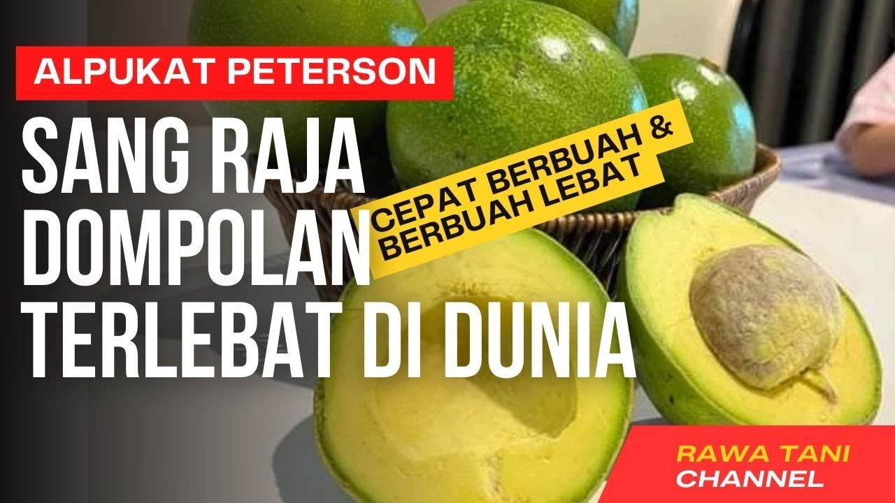 Alpukat Terlebat di Dunia !!! FAKTA ALPUKAT PETERSON I Rawa Tani