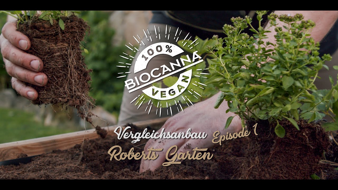 BIOCANNA Beete Vergleichsanbau Ep1
