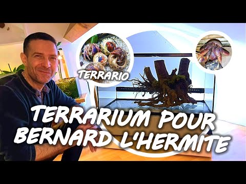 Vidéo: Qui fabrique des carapaces de bernard-l'ermite ?