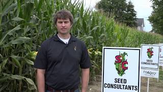Can Ohio Corn Stands Weather Remnants of Irma