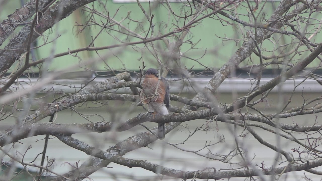 Sparrowhawk (Accipiter nisus) varpushaukka 