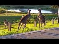 Kangaroo Fight / Clash of the Titans