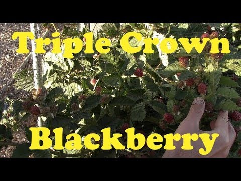 Triple Crown Blackberry in AZ