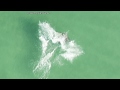 A spotted eagle ray jumping incredibly hard moment to catch on