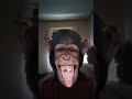 🙉 #funny #lol #reels #cute #love #filter #chimpanzee #haha #monkey #gorilla #tongue