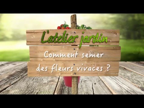 Vidéo: Vignes à fleurs vivaces - En savoir plus sur les vignes vivaces