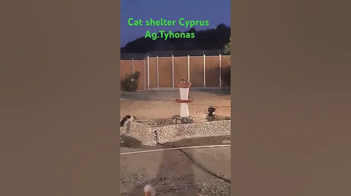 Watch the video about Cat shelter Limassol cyprus