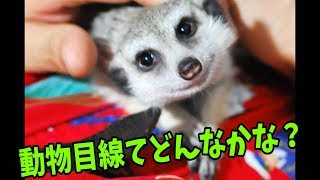 【ミーアキャット】動物目線てどんなかな？カワウソも出てくるかも？