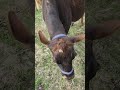 #cows get #curious about a #wheelbarrow