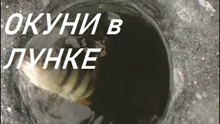 67 Окуни Стоят В Лунке!!!  Хватают Приманку! // Russia Volga Fishing Bass