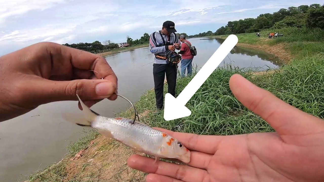 UMPAN ANAK  IKAN  EMAS BESAR DAPAT RAKSASA YouTube