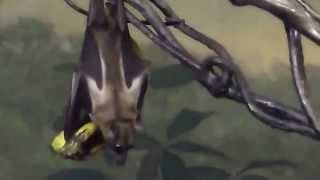 Egyptian Fruit Bat Eating a Banana