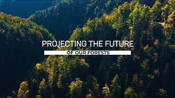 I-Maestro: Projecting the future of our forests