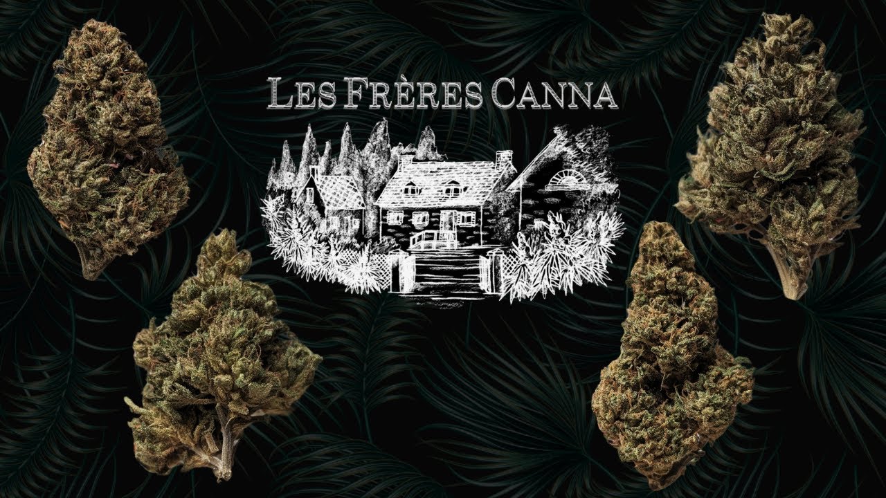 UNBOXING LES FRÈRES CANNA | NOUVELLES VARIÉTÉS