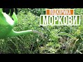 Срочно нужно подкормить морковь ☘ Последняя и самая важная подкормка моркови