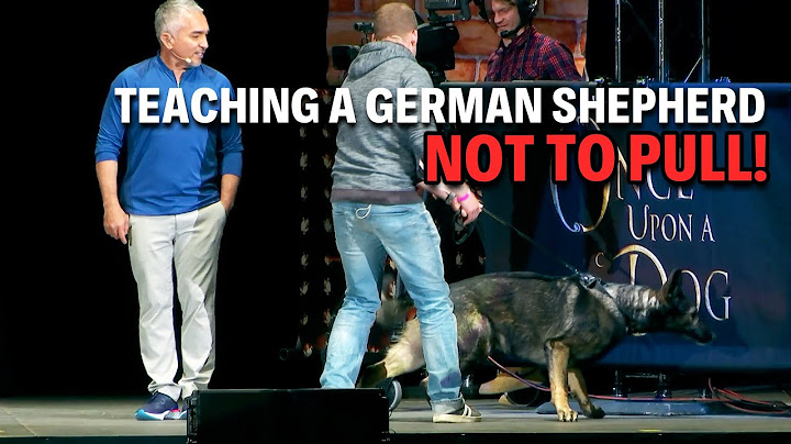 Tips To Training A German Shepherd The Right Way | Live Dog Demos