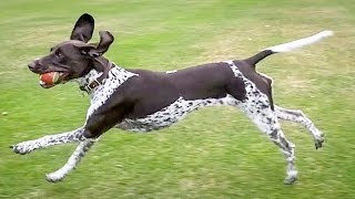 SLOW-MO DOGGY