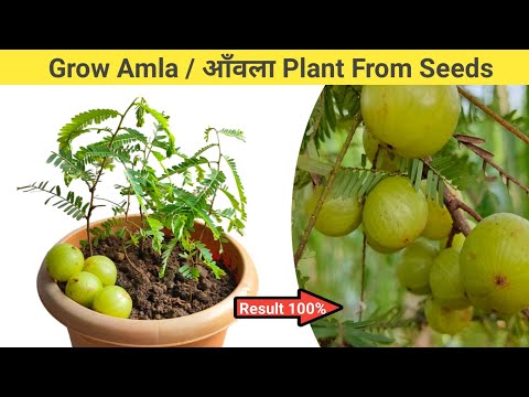 वीडियो: करंट और आंवले के पौधे कैसे उगाएं