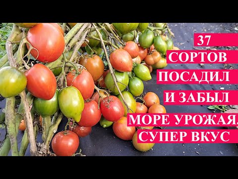 Видео: ЛУЧШИЕ ТОМАТЫ ПО ИТОГАМ 2023 ГОДА, собираю ведрами, вкусные, беспроблемные, всегда с урожаем