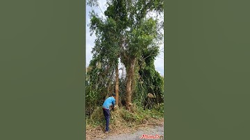 Cưa Bật Gốc 2 Cây Bạch Đàn Ngã Bay Sông Vua Vượn Tháp 10 Tập 170