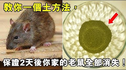 老鼠最怕它！教你一個土方法，保證2天後你家的老鼠全部消失！不用殺生！老鼠再也不敢進入你的家！