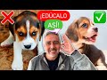 El perro EDUCADO que todos deseamos ¡ES POSIBLE! 💫  - ¿Los perros APRENDEN por OBSERVACIÓN? 👀