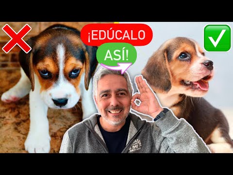 Video: 12 razones por las que deseamos en secreto que los perros se queden cachorros Furever