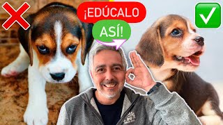 El perro EDUCADO que todos deseamos ¡ES POSIBLE!    ¿Los perros APRENDEN por OBSERVACIÓN?