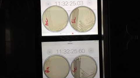 Time lapse of bacteria growing on agar, with time stamp