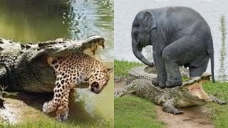 حيوانات لا تتوقعها يمكنها هزيمة التماسيح أو افتراسها / Animals that can defeat or prey on crocodiles