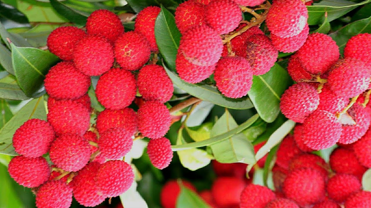 Word Best Lichi Garden in Bangladesh Awesome Lichi Tree in Bangladesh