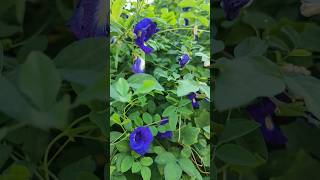 💙Butterfly Pea flower, синий чай или Анчан (клитория тройчатая). Пищевой краситель тайской кухни.