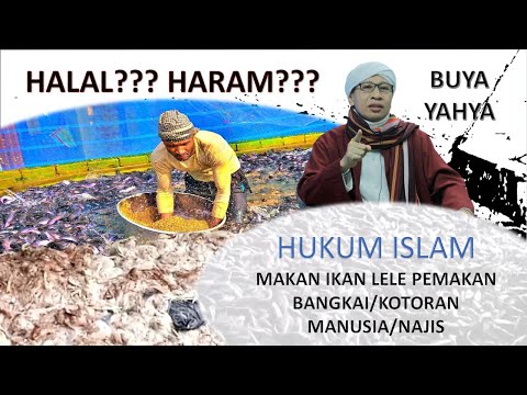 Video: Apakah ikan lele akan memakan kotoran yang sudah mati?