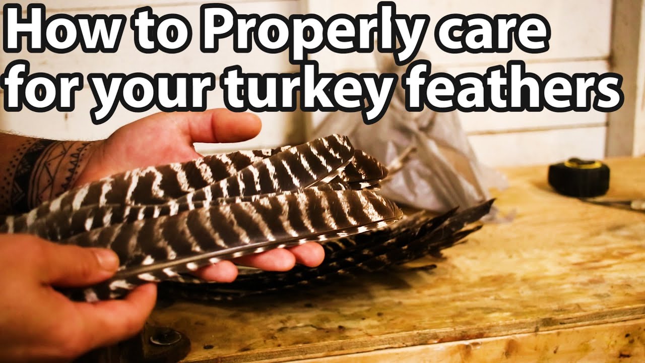 how-to-properly-care-for-your-turkey-feathers-youtube