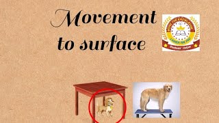 English Grammar for SST and HST,  preposition with movement to surface .