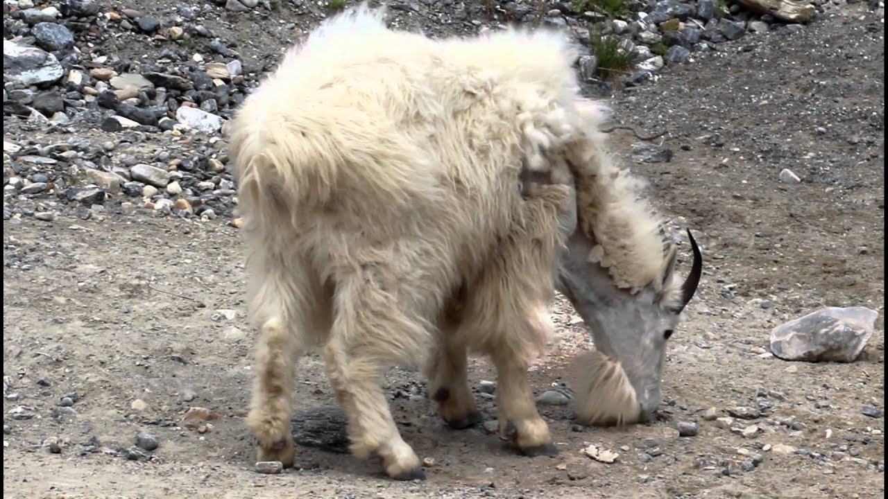 Mountain Goats Eating Minerals YouTube