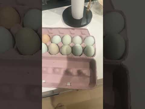 بيض زرق