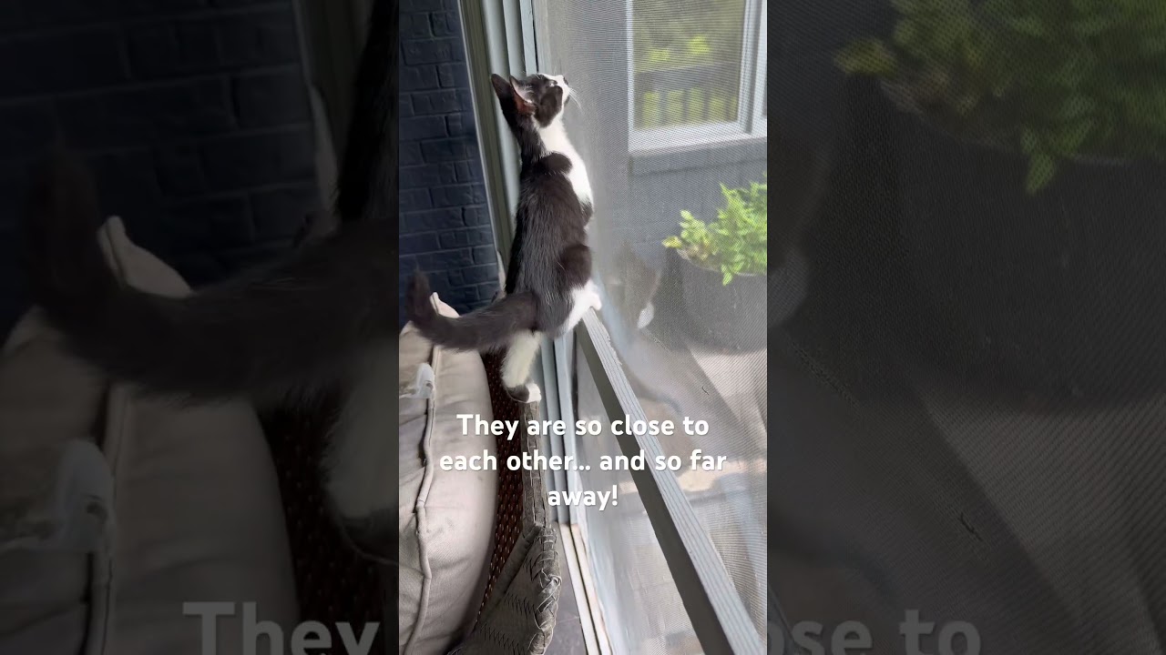 These kittens are on OPPOSITE sides of the screen - and confused about it!