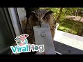 Messenger Owl with Attitude subtitled || ViralHog