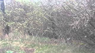 Wintry Precipitation in the Spring