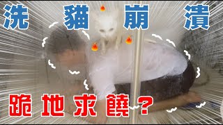 【SoybeanMilk】 Washing Two Cats  the MOST Ridiculous Cat Washing in History!!