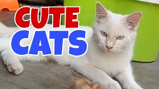 Compilation of Cute and funny cat videos  cute kittens #21