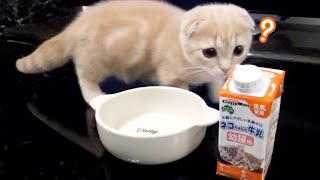 【ASMR】初ミルクをすごい音で飲む短足マンチカンの子猫