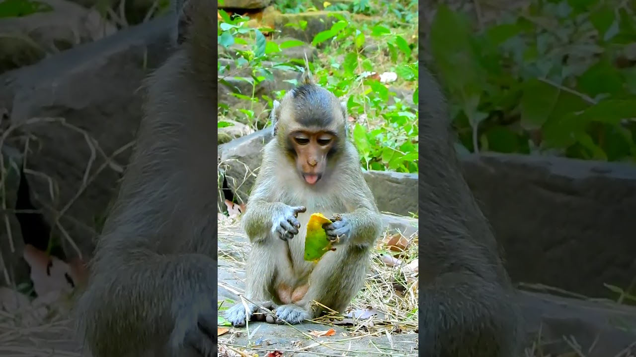 Best video monkey requests fruits eating, Baby monkey is very cute. 