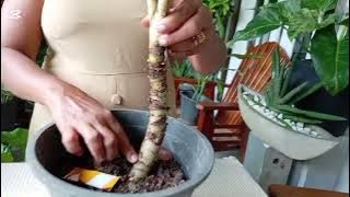 Plants for sale. Part 10.Whats app 0772251645. 🌹❤️