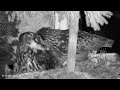 Kassikakk::Eagle Owl~Hanna is feeding a Owlet!  Hugo brings a bigger bird~3:15 am 2024/04/21